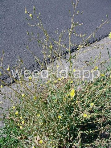 lettuce, prickly